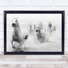 Horse Horses Running Galloping