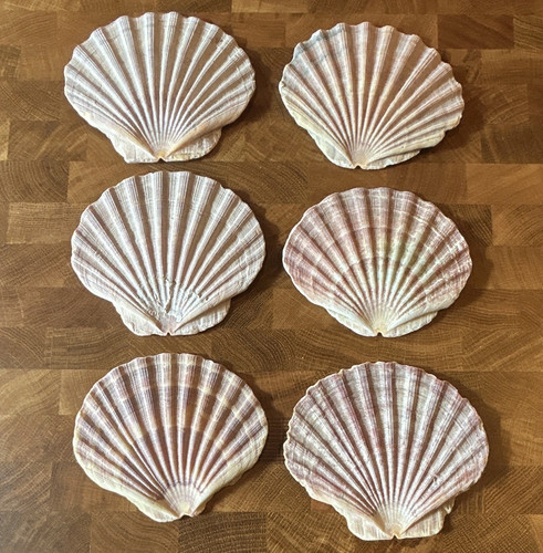 Arts crafts natural scallop - &,