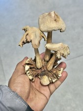 Hand-Carved Wooden Mushroom