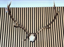 Majestic Deer Antlers