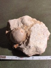 Fossil Sea Urchin, Echinoid
