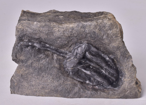 Crinoid fossil - crinoid,