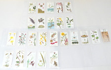 Struggle For Existence Player