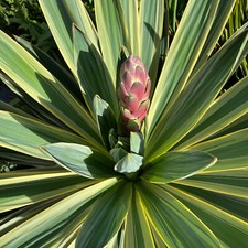 Yucca gloriosa variegata. Hardy architectural exotic plant Supplied in 1 ltr pot