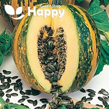 VEGETABLE PUMPKIN SQUASH OLGA - 10 SEEDS - Cucurbita pepo - SWEET OIL PRODUCTION