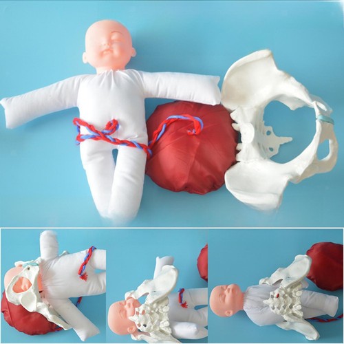 Female pelvis model with - model,