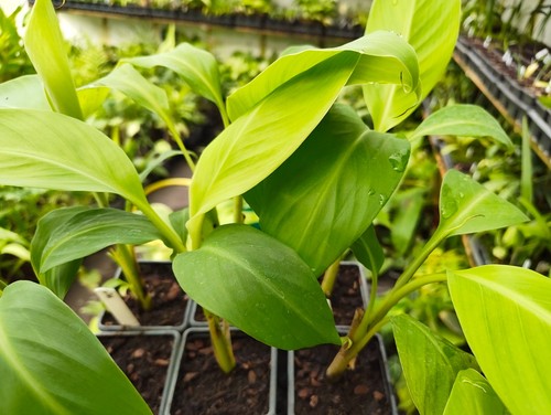 Musa helen hybrid - helen's, cm