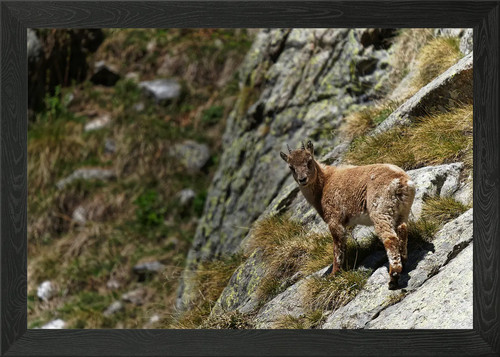 Mountain goat rocky cliff - goat, on