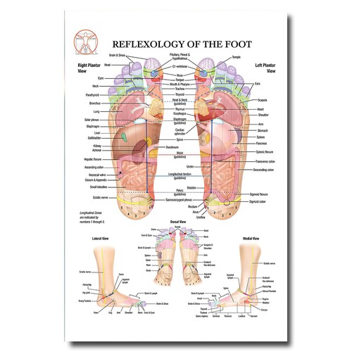 Reflexology the foot wall - of,