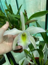 Laelia anceps x Cattleya Rl