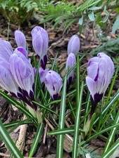 Twenty Crocus 'Little Dorrit'