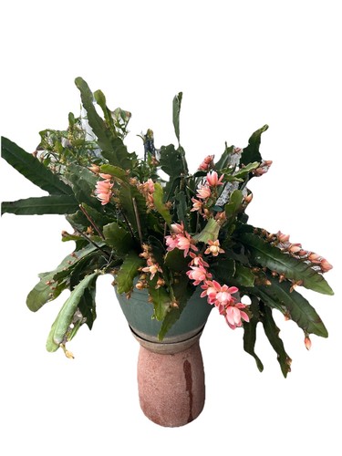 Cactus with pink flowers 10 - with,