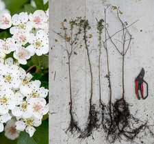 Hawthorn Hedging Plants