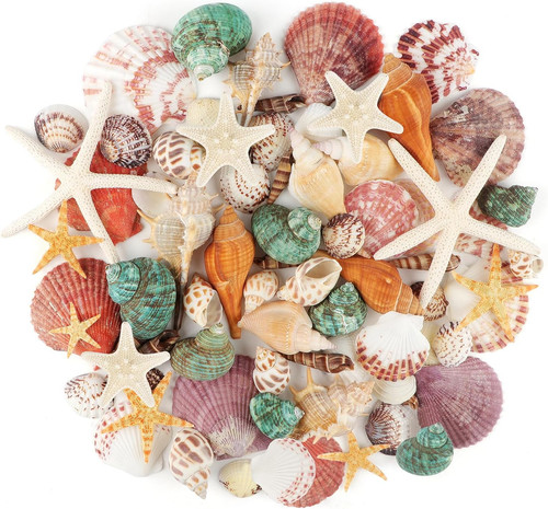 Sea shells mixed ocean - mixed,