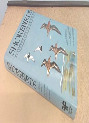 Shore birds identification - shore, birds: