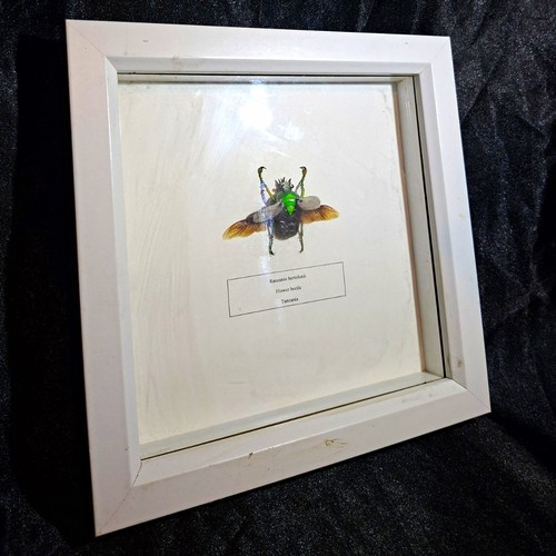 Flower beetle - 🪲,