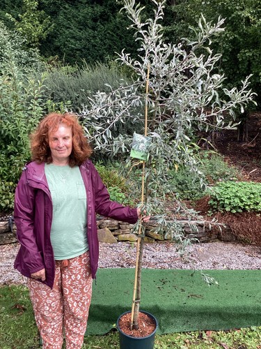 Weeping silver pear - weeping,