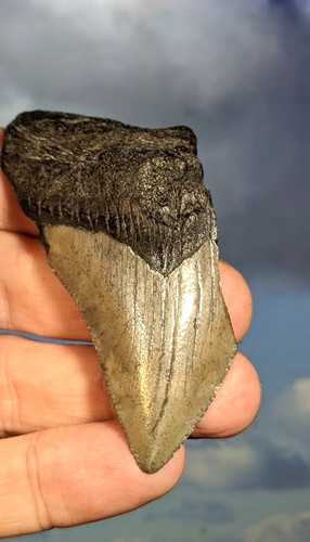 Megalodon shark fossil tooth - megalodon,