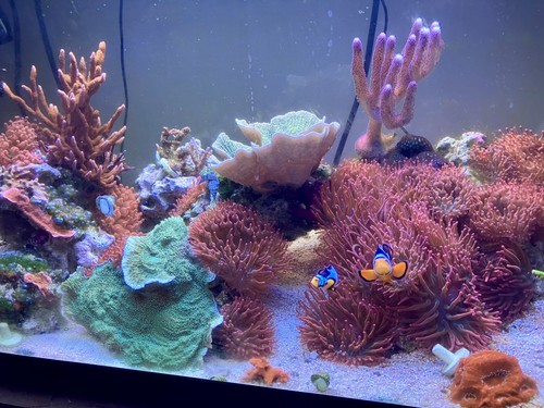 Rose bubble tip anemone - bubble-tip, rbta