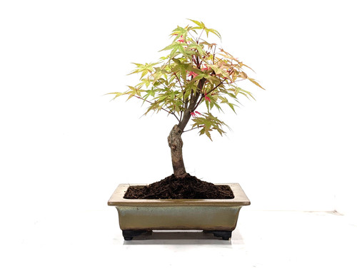 Deshojo japanese maple - japanese,