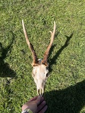 Roe Deer/Buck Skull and