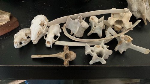 Bone craft bundle mixed - , verts