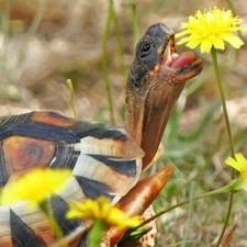 100 Gourmet Clover Mix