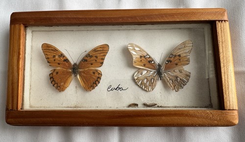 Gulf carribean fritillary - &,