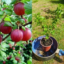 1x Gooseberry Young Plant