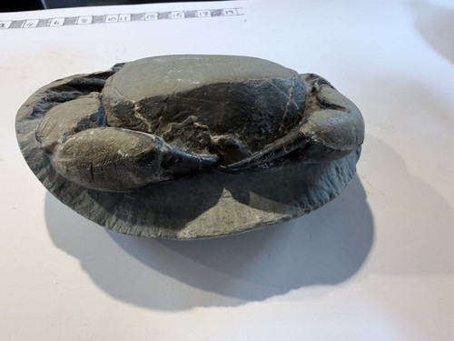 Fossil crab from - crab, java