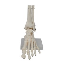 Foot Joint Model, Human
