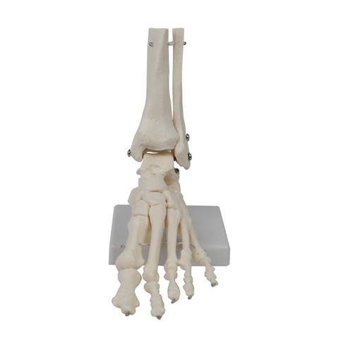 Foot joint model human - foot,