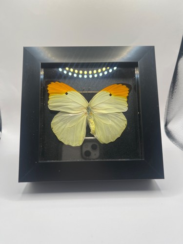 Framed great orange tip - framed,