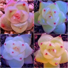 10x Echeveria Star Jenny Rare