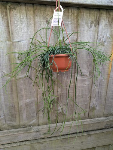 Rarely offered rhipsalis - rarely,
