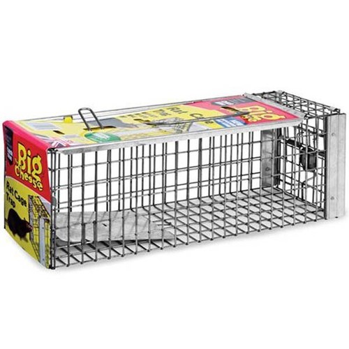 Big cheese live rat - big, cage