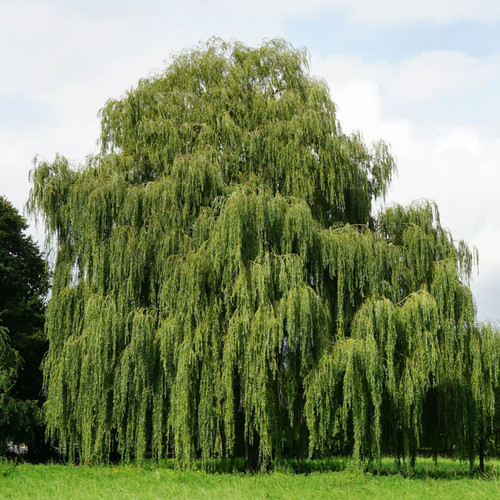 Weeping willow trees - trees,, live