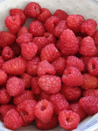 Rare thornless raspberry - rare,