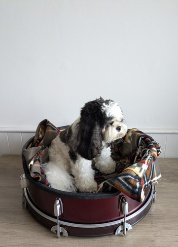 Dog cat pet bed - upcycled, bass