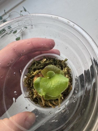 Platycerium ridleyi dwarf - platycerium,