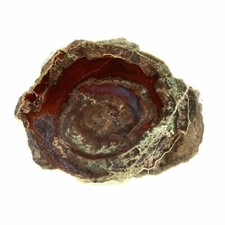 Lithophysis. 91.5 ct. Massif