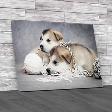 Cute Malamute Puppies Rest