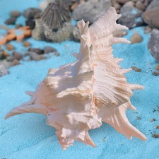 Conch Shell Aquarium Ornament Gift Tank Decor for Beach