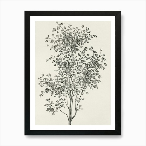 Sycamore tree art print - print, framed