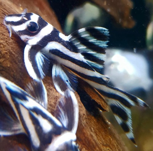 L46 l046 hypancistrus zebra - hypancistrus,