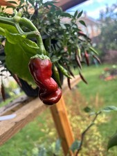 Peters Pepper (penis Pepper) Seeds X10