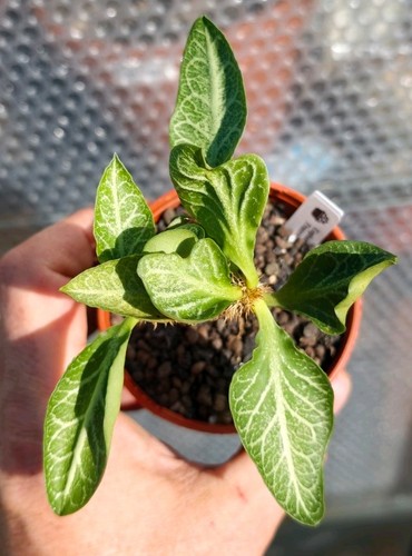 Euphorbia francoisii - euphorbia,