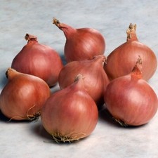Vegetable Shallot - Matador  - Kings Seeds - 125 Seeds