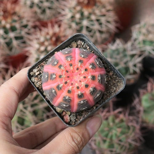3cm succulent cactus plant - 3cm,