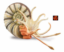 Pleuroceras Ammonite Fossil